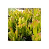 cantropikal Crassula Ovata Gollum - Shrek Kulağı, Şirek Kulağı Sukulent