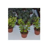 cantropikal Crassula Portulacaria Afra Bonsai'ye Uygun Yeşim Ağacı Sukulent
