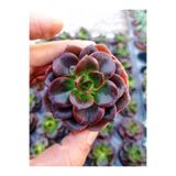 cantropikal Echeveria melaco - 5.5 cm Saksıda - Sukulent