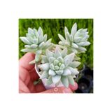 cantropikal Echeveria Sedum Hybrid, Sedeveria Harry Butterfield Sukulent