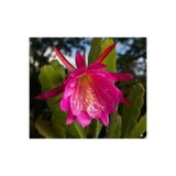 cantropikal Epiphyllum Ackermanii - Atlas Çiçeği - Kırmızı Çiçek Açan Kaktüs 2 Adet