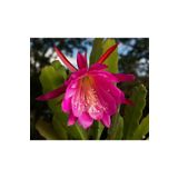 cantropikal Epiphyllum Atlas Çiçeği, Kırmızı Veya Beyaz Çiçek Açar - Sukulent Kaktüs