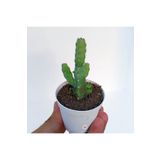cantropikal Euphorbia Debilispina, Mini Mini Sarı Çiçek Açan Kaktüs Sukulent