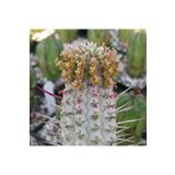 cantropikal Euphorbia Mammillaris Variegata Sukulent Nadir Kaktüs