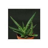 cantropikal Gasteria Bicolor Var. Liliputana - Sukulent