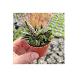 cantropikal Gasteria Liliputana Flamingo, Turuncu Çiçek Açan Sukulent