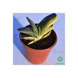cantropikal Gasteria Pillansii Var. Variegata Çift Renkli Sukulent