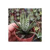 cantropikal Haworthia Attenuata Zebra, Ev Ofis Mutfak Banyo Bitkisi Sukulent