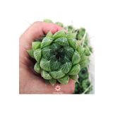 cantropikal Haworthia Bolusii, Ofis Banyo Bitkisi Nadir Sukulent