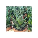 cantropikal Haworthia Limifolia, Ev Ofis Banyo Bitkisi Kaktüs Sukulent