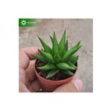 cantropikal Haworthia Rigida Ev Ofis Banyo Bitkisi Sukulent Kaktüs