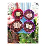 cantropikal Lithops 4 Farklı Yaşayan Taş Seti. 5,5.cm çaplı saksıda - Taş Kaktüs Sukulent Mesemb