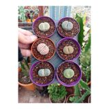 cantropikal Lithops 6 Farklı Yaşayan Taş Seti. 5,5.cm.çaplı saksıda Taş Kaktüs Sukulent Mesemb