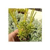cantropikal Peperomia Dolabriformis Prayer Pepper Sarı Çiçek Açan Sukulent