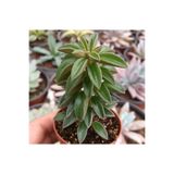cantropikal Peperomia Dolabriformis Var.glaucescens Sukulent