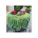 cantropikal Sedum Morganianum, Orta Boy, Bordo Çiçek Açan Sarkan Sukulent