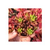 cantropikal Sedum Rubrotinctum, Güneşte Kızaran Sukulent