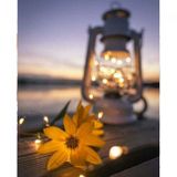 Canvas Hobby Canvas Işıltılı Kasımpatı 50 x 65 cm Kasnaklı Sayılarla Boyama Seti