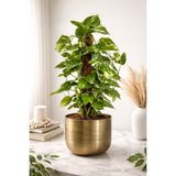 Çap 25 Metal Gold Eskitme Saksılık - Eskitme Gold