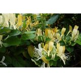 Caprifolium Lonicera Hanımeli Fidanı 10-20 cm