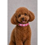 CARAMELOS KÖPEK TASMASI-ÇİFT ÖRGÜ KUMAŞ-KÖPEK BOYUN TASMASI- KÜÇÜK IRK TASMA- ORTA IRK TASMA- 2 CM