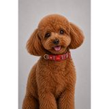 CARAMELOS KÖPEK TASMASI-KÖPEK BOYUN TASMASI- KÜÇÜK IRK TASMA- ORTA IRK TASMA- 2 CM