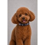CARAMELOS KÖPEK TASMASI-KÖPEK BOYUN TASMASI- KÜÇÜK IRK TASMA- ORTA IRK TASMA- 2 CM