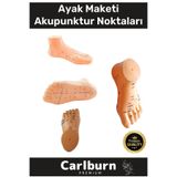 Carlburn Özel Üretim Kaliteli Insan Anatomisine Uyumlu Muayene Maket 20CM Ayak Maketi Akupunktur Noktası