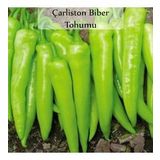 Çarliston Biber Tohumu 1 Paket (10Gr=1000+ Adet) Yalova Çarliston Biberi Tohumu