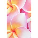 Carnet de Notes Tropical : Fleurs de Plumeria Roses et Blanches: 128 pages lignées, couverture brochée brillante, création artistique par Aline Belliard