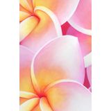 Carnet de Notes Tropical : Fleurs de Plumeria Roses et Blanches: 128 pages lignées, couverture reliée, rigide, et brillante, création artistique par Aline Belliard
