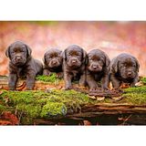 Castorland 120 Parça Yavru Köpekler Çocuk Puzzle