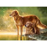 Castorland 180 Parça Golden Köpekler Çocuk Puzzle
