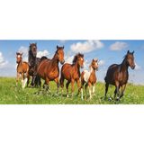 Castorland 600 Parça At Cenneti Puzzle