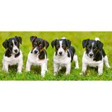 Castorland 600 Parça Terrier Köpek Yavruları Puzzle