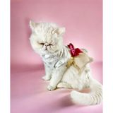 Cat Fuschia Creamy Tütülü Kedi Elbisesi (2XLarge / 5,5 - 8 kg )