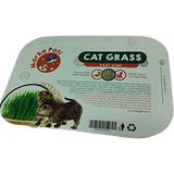 Cat Grass Kedi Cimi