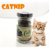 Catnip Doğal Kedi Otu - Kedi Nanesi Midastech - Alabalık