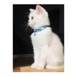CAXBERN Ayarlanabilir Renkli Graffiti Kedi Ve Küçük Irk Köpek Tasması (ZİL RENKLERİ DEĞİŞEBİLİR)