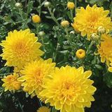 Cayman Yellow Katlı Krizantem Kasımpatı Çiçeği Fidesi (1 Adet)
