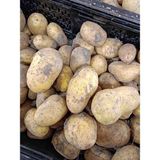 CBM Patates Tarladan Size 10 Kilo - 10 kg