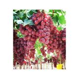 CC AL ÜZÜM ( Red Globe ) Üzüm Fidanı 60-100 Cm Tüplü