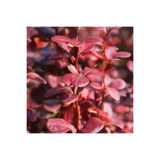 CC BERBERİS THUNBERGİİ RED ROCKET (Red roket kadıntuzluğu) 25-40 CM