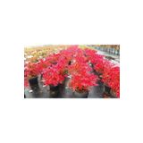 CC Cennet Bambusu Bitkisi ( Nandina Domestica ) 25-30 CM Saksıda