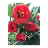 CC Japon Gülü (CHİNESE ROSE / HİBİSCUS) 70 - 120 Cm Tüplü