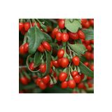 CC Kırmızı Goji Berry Fidanı Nq1 Kurt Üzümü Tüplü 70-110 Cm Arası