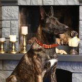 CecePet Ares Handmade Deri Köpek Tasması Açık Kahve L (46-55 Cm) Cl-Ar-T-L