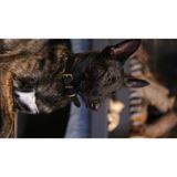 CecePet Mihos Handmade Deri Köpek Tasması Açık Kahve L (46-55 Cm) Cl-Mı-T-L