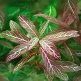 Cekar Store Hygrophila Polysperma Rosanervig Kolay Akvaryum Zemin Bitkisi Canlı Akvaryum Bitkisi