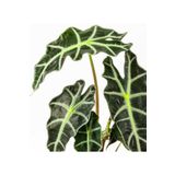 Cemre Garden Alocasia Polly - Fil Kulağı - Ev Ofis Salon Iç Mekan Bitkisi - 30 Cm